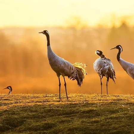 Semesterbostad Wiesenglueck - Ferienidyll Mit Terrasse Und Garten Penkow